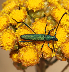 Hypocrites scabriusculus