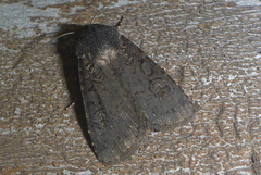 Euxoa velleripennis