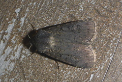 Euxoa velleripennis