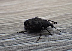 Cylydrorhinus caudiculatus
