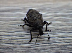 Cylydrorhinus caudiculatus