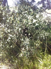 Colletia paradoxa