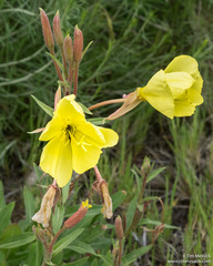 Oenothera elata hirsutissima