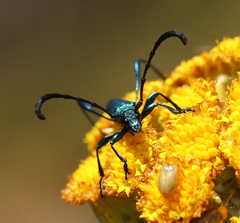 Hypocrites scabriusculus