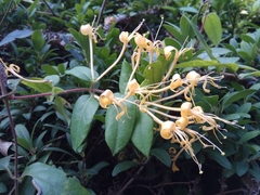 Lonicera macrantha