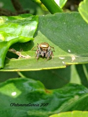 Salticidae