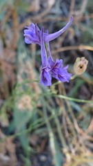 Delphinium gracile