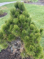 Pinus heldreichii