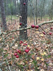 Crataegus monogyna