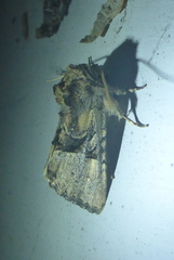 Meropleon diversicolor