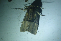 Meropleon diversicolor