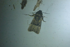 Meropleon diversicolor