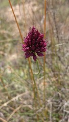 Allium sphaerocephalon