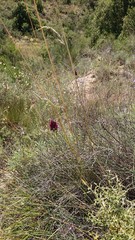 Allium sphaerocephalon