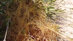Cuscuta approximata