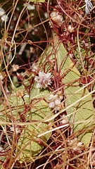 Cuscuta approximata
