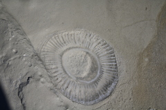 Aequorea forskalea