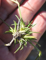 Dianthus pungens brachyanthus