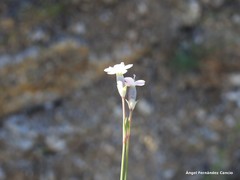 Dianthus pungens brachyanthus