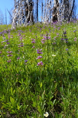 Penstemon euglaucus