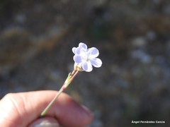 Dianthus pungens brachyanthus