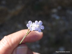Dianthus pungens brachyanthus