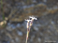 Dianthus pungens brachyanthus