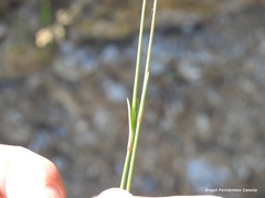 Dianthus pungens brachyanthus