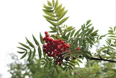 Sorbus aucuparia