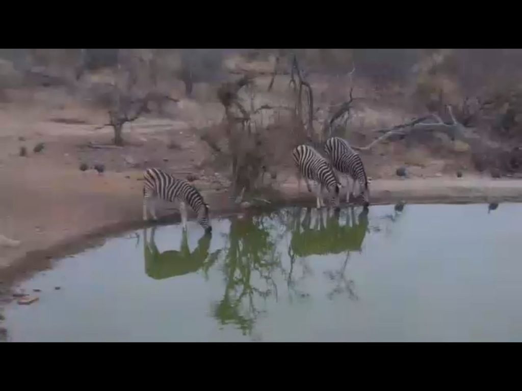 Chapman's Zebra