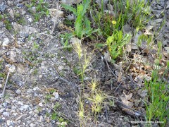 Aegilops triuncialis