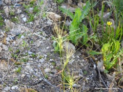 Aegilops triuncialis