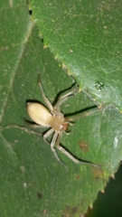 Cheiracanthium mildei