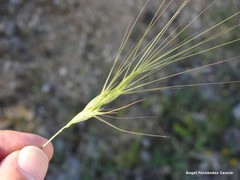 Aegilops triuncialis