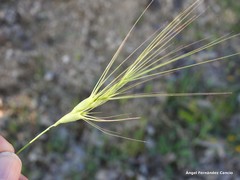 Aegilops triuncialis