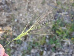 Aegilops triuncialis