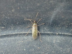Engytatus modestus