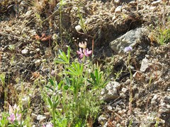 Lupinus hispanicus