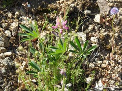 Lupinus hispanicus