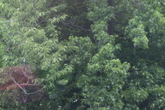 Liquidambar styraciflua