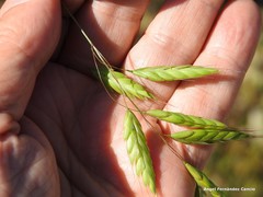 Bromus racemosus