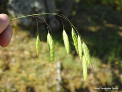 Bromus racemosus