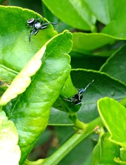Salticidae