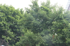 Magnoliopsida