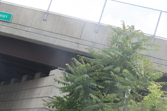 Ailanthus altissima