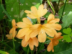 Crossandra infundibuliformis image