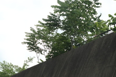 Ailanthus altissima
