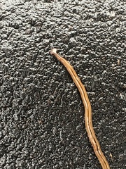 Bipalium pennsylvanicum