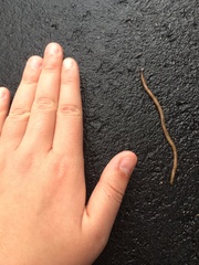 Bipalium pennsylvanicum