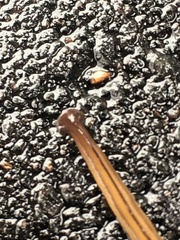 Bipalium pennsylvanicum